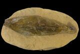 Cretaceous Fossil Leaf (Daphnophyllum) - Kansas #136458-1